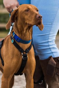 Dog on a lead