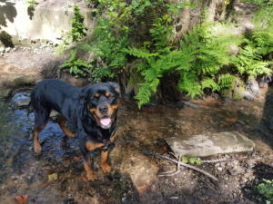 Tern View Kennels
